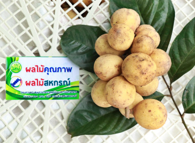 สหกรณ์จังหวัดพิษณุโลก ... พารามิเตอร์รูปภาพ 6