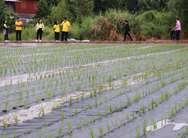 สหกรณ์จังหวัดพิษณุโลก ... พารามิเตอร์รูปภาพ 3